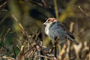Birding at Burden December 2026