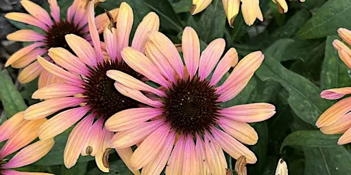 Plants for Utah Landscapes