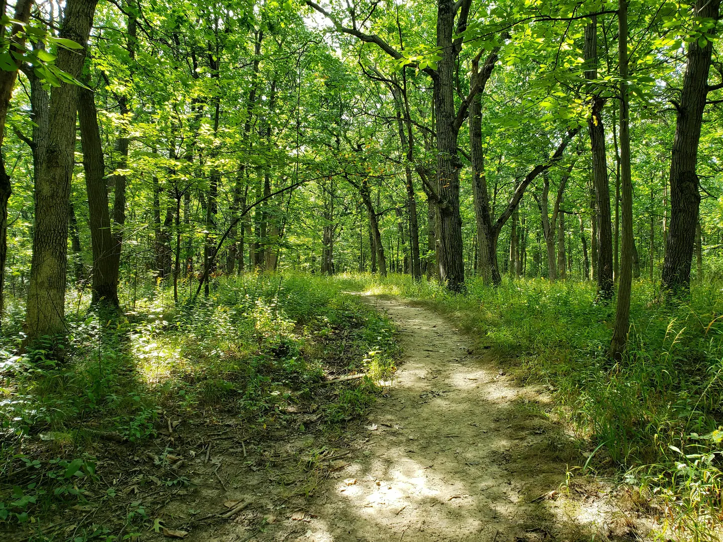Awe-Full Walk in the Woods