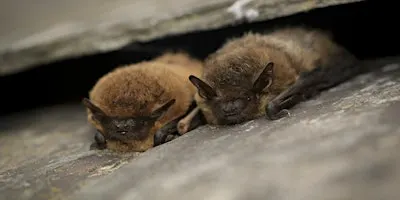 NWT Sweet Briar Marshes - In search of bats and other night time creatures