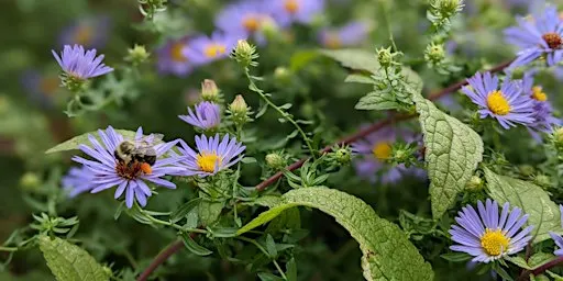 Habitat Advocate: Building Biodiversity in Our Community