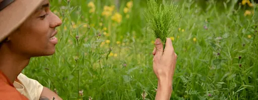 Discover Wild Medicinal Herbs