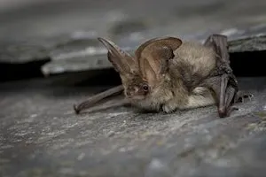 Guided Bat Walk at The Wildgrounds, Gosport
