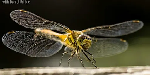 Hanningfield - Daniel Bridge Photography Workshop - Close up and Macro
