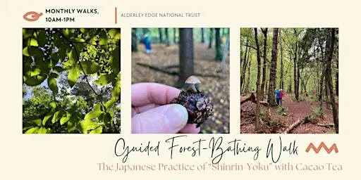 Guided Forest-Bathing Walk with Cacao Tea