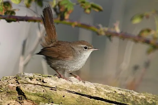 NWT Thorpe Marshes guided walk (14 January)