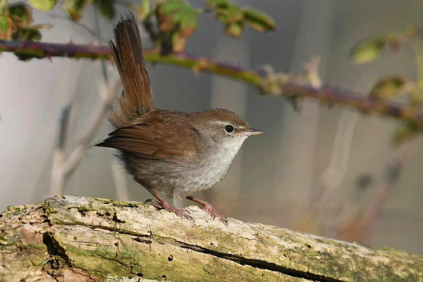NWT Thorpe Marshes guided walk (30 March)