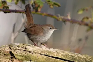 NWT Thorpe Marshes guided walk (14 October)