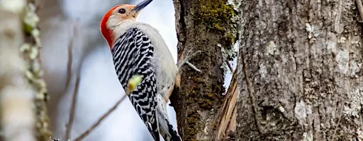 Bird Walks at Rock Point Center