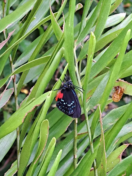 Our Favorite Native Plants and Why -- A Discussion Panel -- FREE!