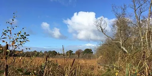 Autumn Walk on Wybunbury Moss NNR