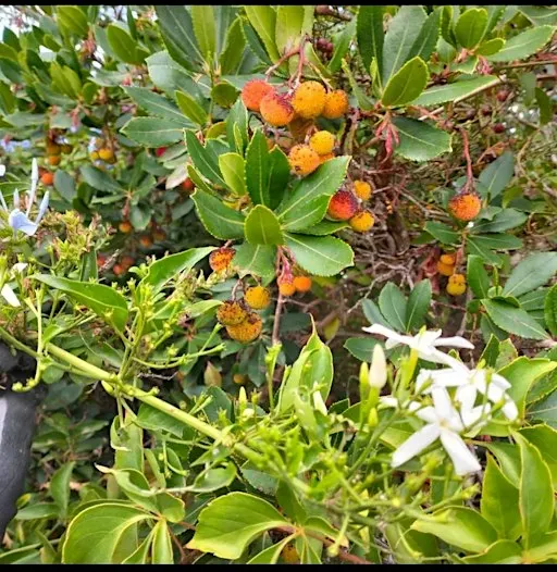 Lab botanica! IMPARIAMO A COSTRUIRE UN ORTO-GIARDINO IN VASO