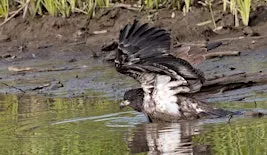 Monthly Bird Outing at Mason Neck State Park