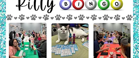 Kitty Bingo