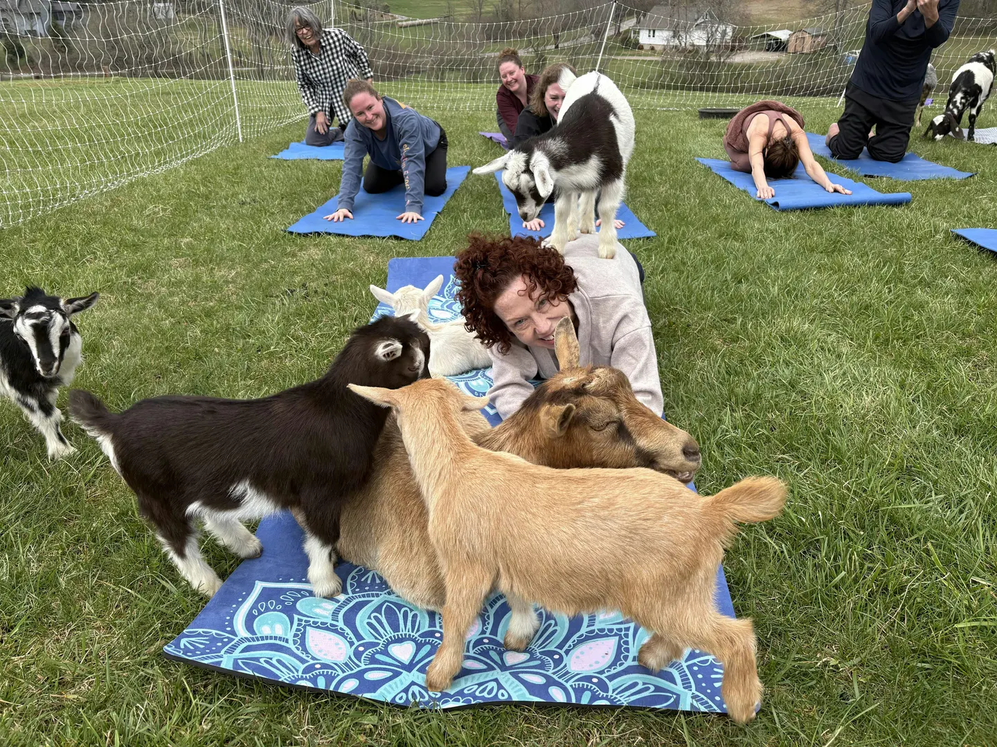 Goat Yoga in Asheville