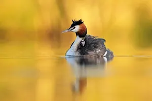 The Joy of Bird Photography with Robin Lowry - CPS 26 Talks