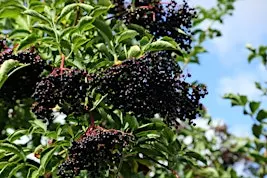 What You Wish Your Mother Taught You About Herbal Medicine