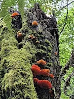 Franklin Forest Guided Walk - September