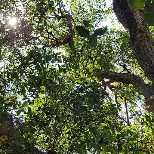 Integral Qigong and Tai Chi: Wednesdays "Under the Oaks"