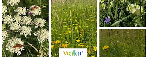Erme Meadow Makers - Free Landowner Advisory Drop-ins