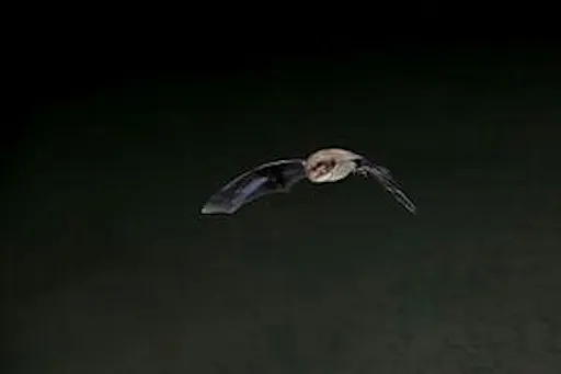 Bats for beginners Talk, Night Walk and Poetry - Sutton Courtenay, Wednesday 9 September