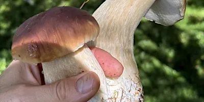 Foraging Course, Huddersfield