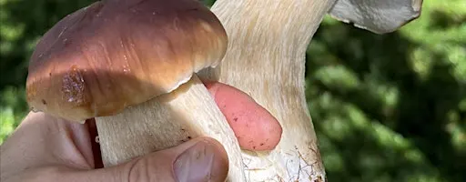 Foraging Course, Huddersfield