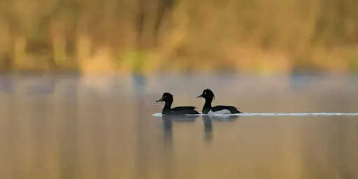 Short & Slow Birding Stroll - Nature Discovery Centre, Wednesday 11 November