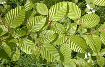 Winter Tree Identification Workshop