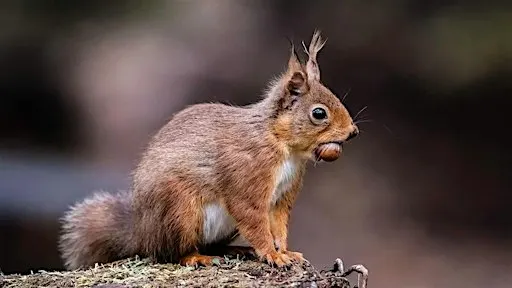 Event: Squirrel Safari at Fyvie Castle