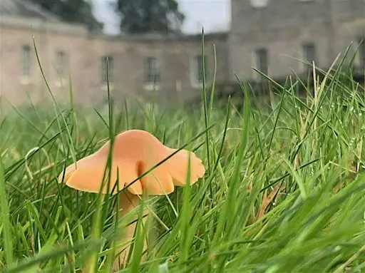 Event: Fungi Foray at Haddo House