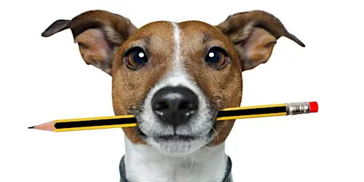 Puppy Training Course - 6 Weeks