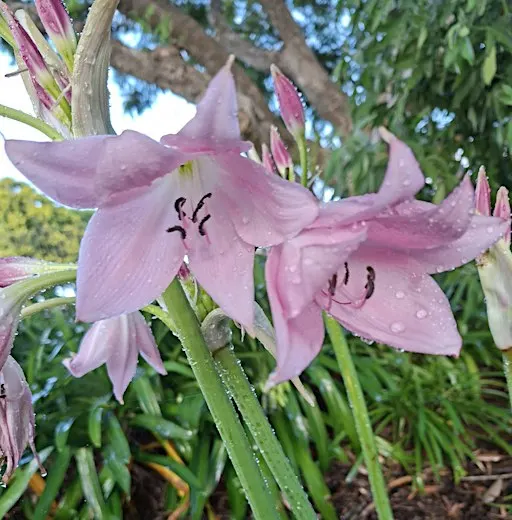 Toowoomba Competition Garden and Art Trail