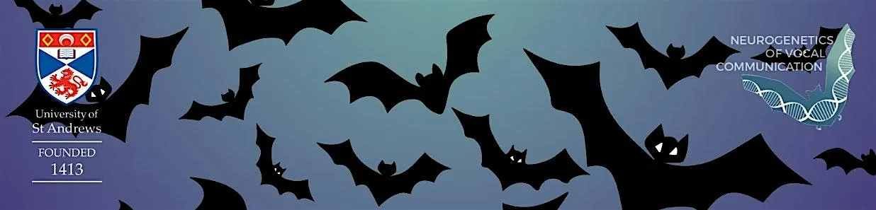 St Andrews Bat Walk