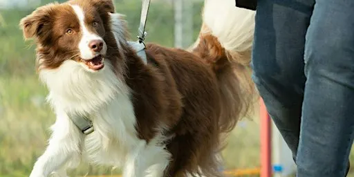 Het wandelvragenuurtje: Volwassen honden