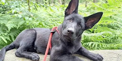 Leef in harmonie samen met je hond, begrijp ‘hoe’