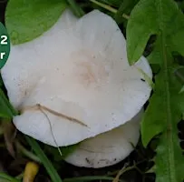 Waxcap Wander