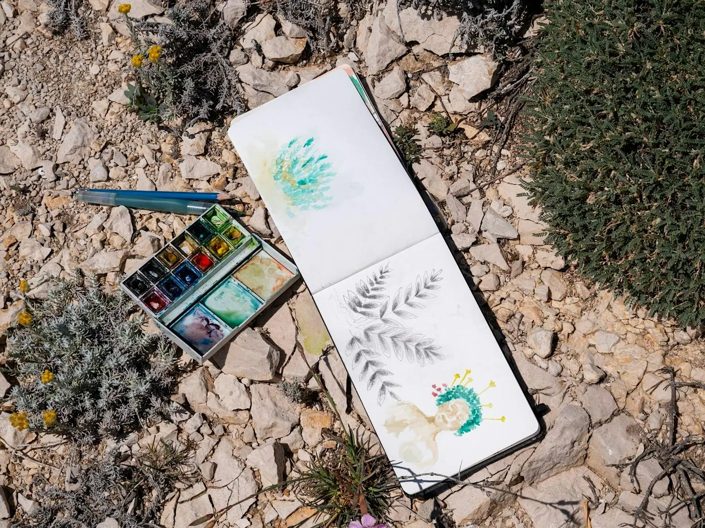 Atelier dessin sur l'astragale, plante emblématique des Calanques