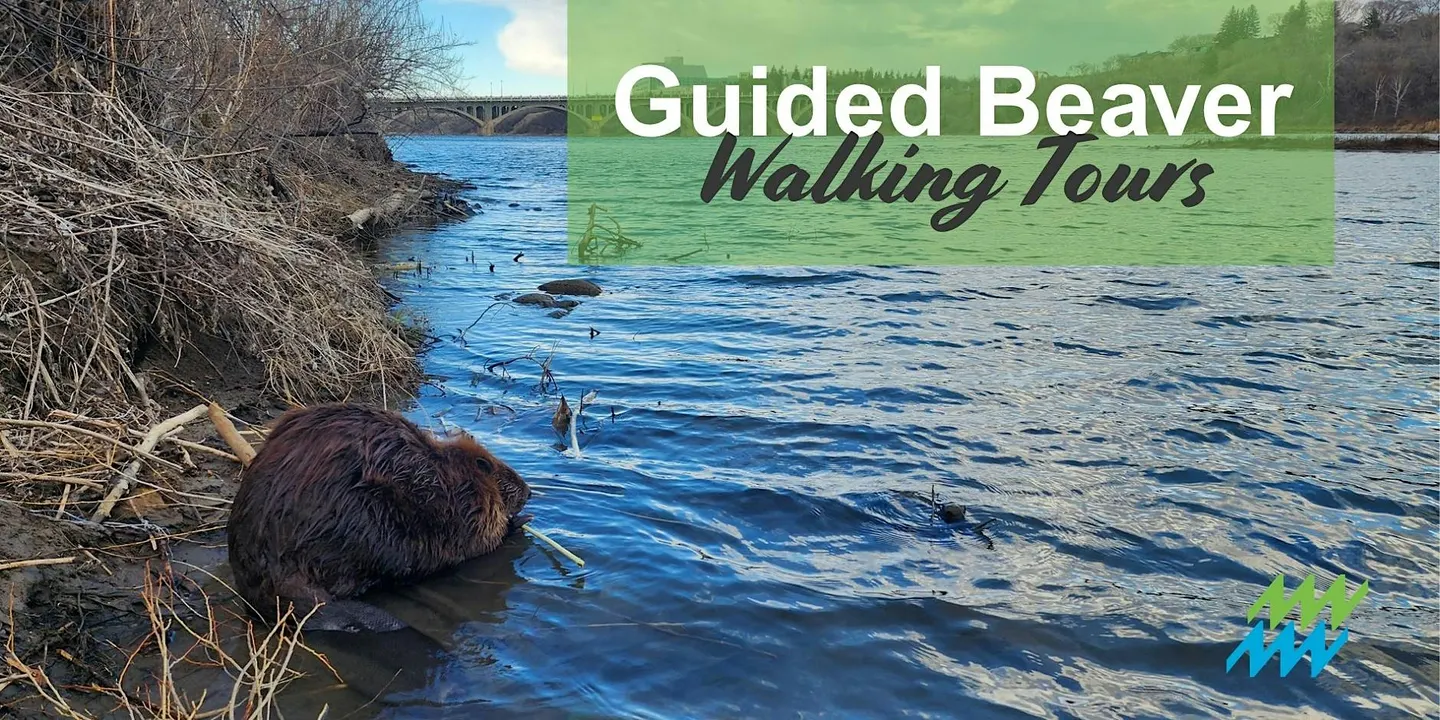 Guided Beaver Walking Tour