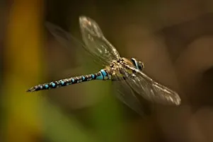 Wildlife Photography Workshop—31 October 2026