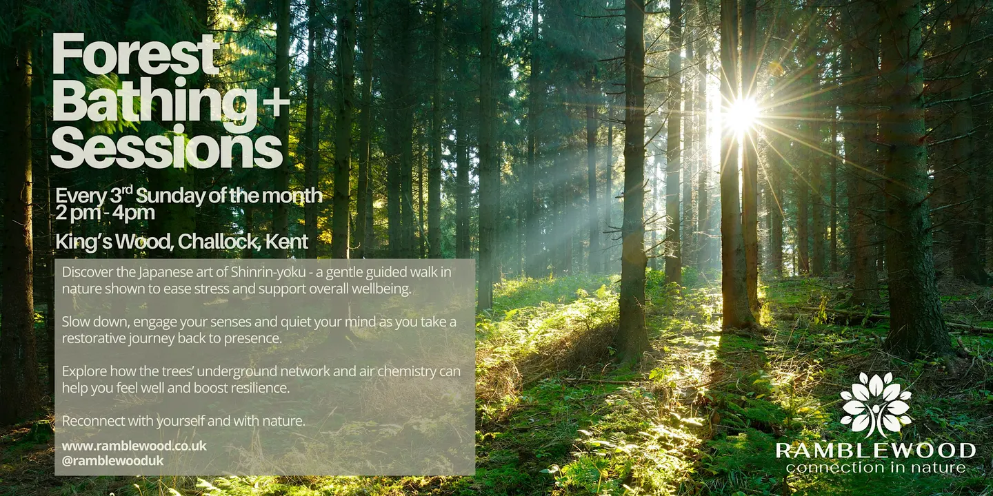 Forest Bathing+ Session - King's Wood, Challock