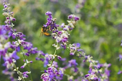 Understand Biodiversity in 3 hours