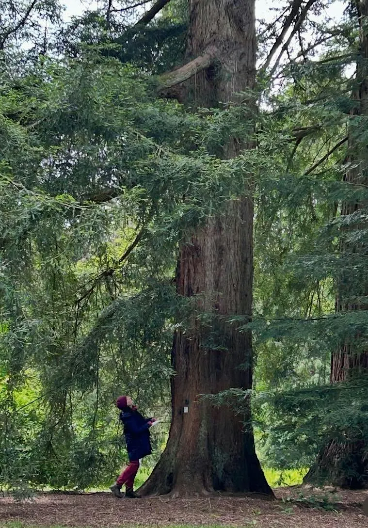 Nature Journaling: Time With A Tree at Westonbirt Arboretum