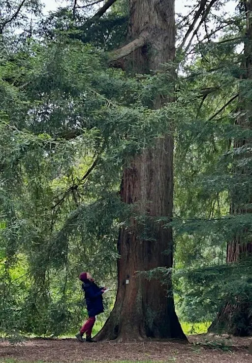 Nature Journaling: Time With A Tree at Westonbirt Arboretum