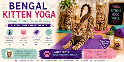 Bengal Kitten Yoga in Hamilton/Grimsby