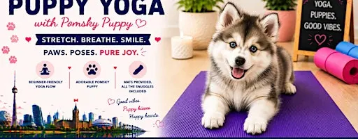 Pomsky Puppy Yoga in Hamilton/Stoney Creek