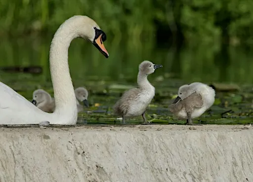 Members-only guided walk at Trumpington Meadows