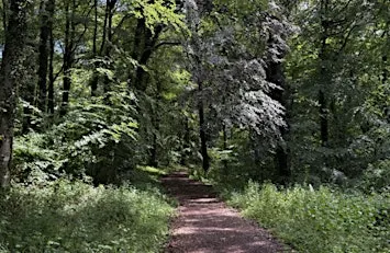 Midwinter Forest Bathing Experience