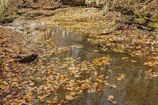 The Natural Word: Nature Journaling