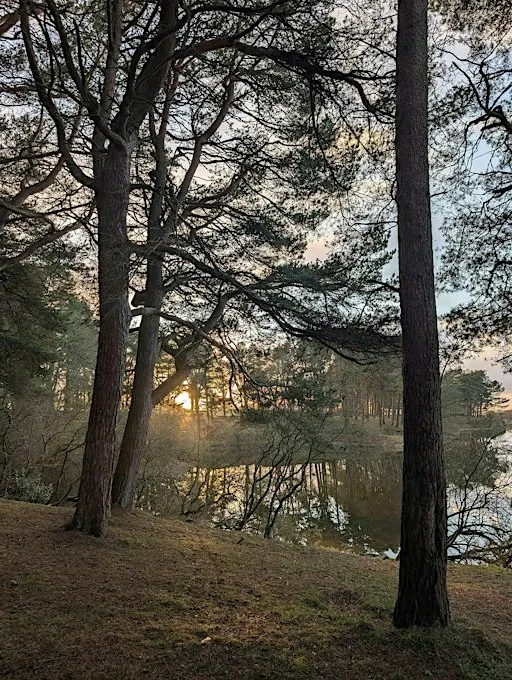 Forest Therapy: A two-hour guided, deep-yet-gentle nature immersion